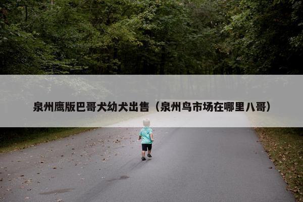泉州鹰版巴哥犬幼犬出售(泉州鸟市场在哪里八哥)