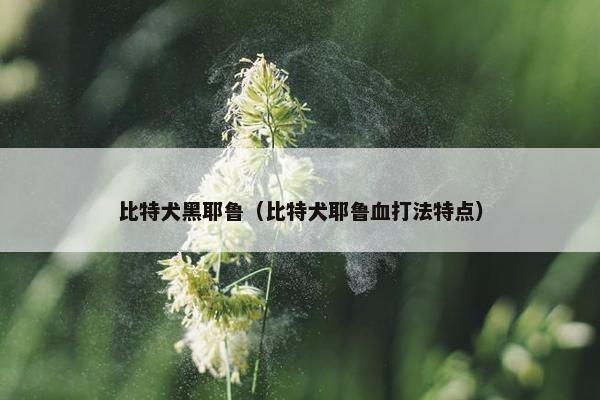 比特犬黑耶鲁（比特犬耶鲁血打法特点）