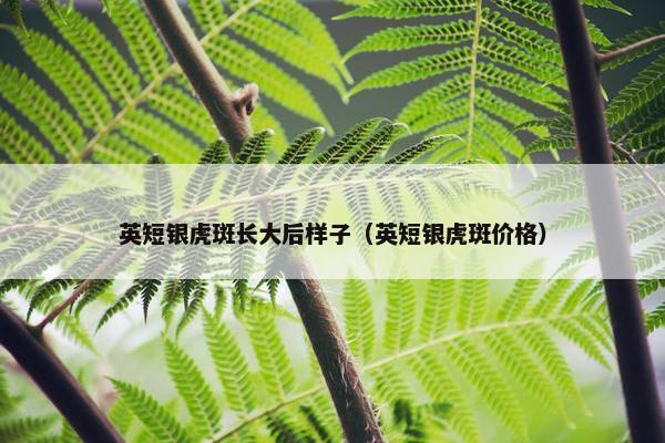 英短银虎斑长大后样子(英短银虎斑价格)