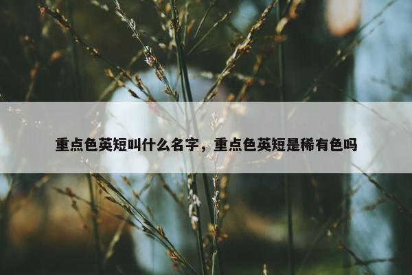重点色英短叫什么名字，重点色英短是稀有色吗