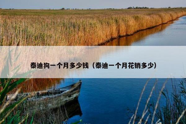 泰迪狗一个月多少钱(泰迪一个月花销多少)