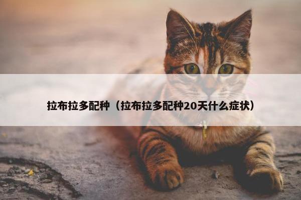 拉布拉多配种（拉布拉多配种20天什么症状）