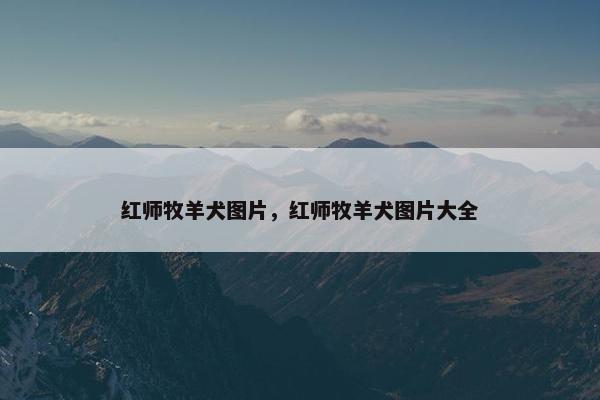 红师牧羊犬图片，红师牧羊犬图片大全