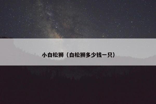 小白松狮（白松狮多少钱一只）