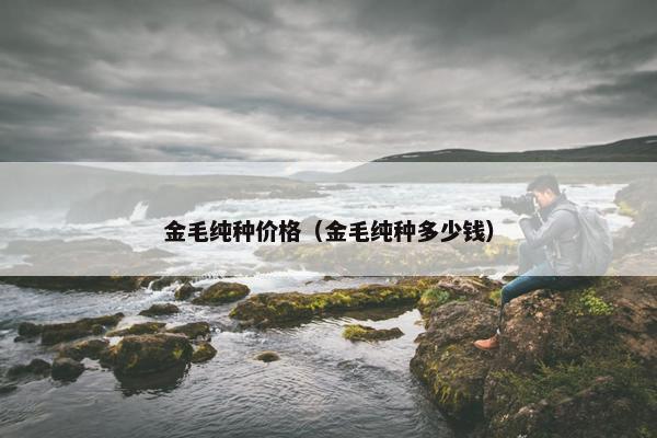 金毛纯种价格（金毛纯种多少钱）