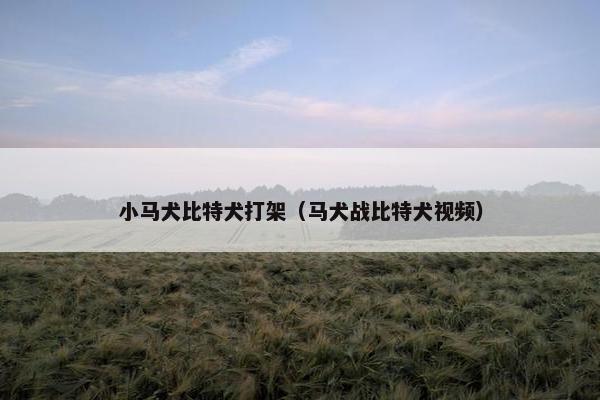 小马犬比特犬打架（马犬战比特犬视频）