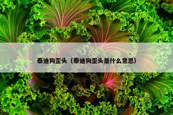 泰迪狗歪头（泰迪狗歪头是什么意思）