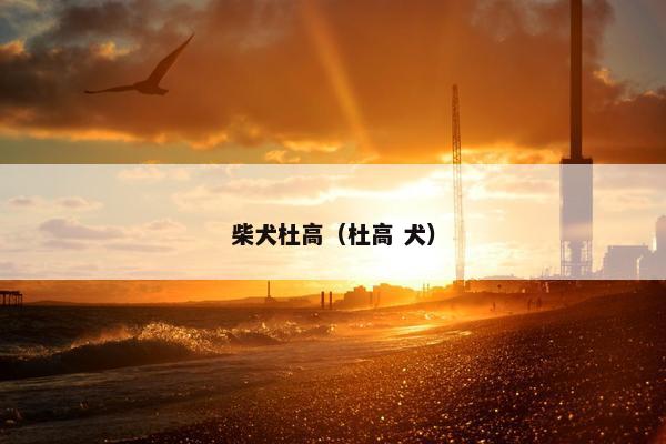 柴犬杜高（杜高 犬）