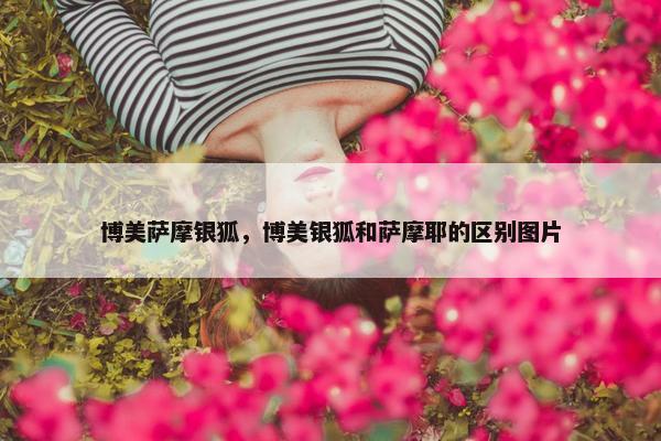 博美萨摩银狐，博美银狐和萨摩耶的区别图片
