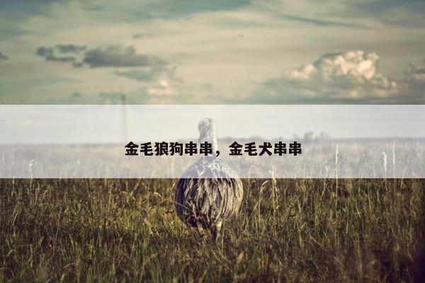 金毛狼狗串串，金毛犬串串