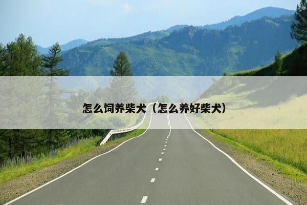 怎么饲养柴犬（怎么养好柴犬）