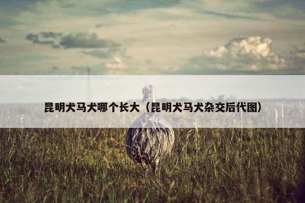 昆明犬马犬哪个长大（昆明犬马犬杂交后代图）