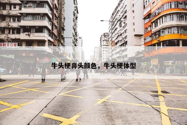 牛头梗鼻头颜色，牛头梗体型