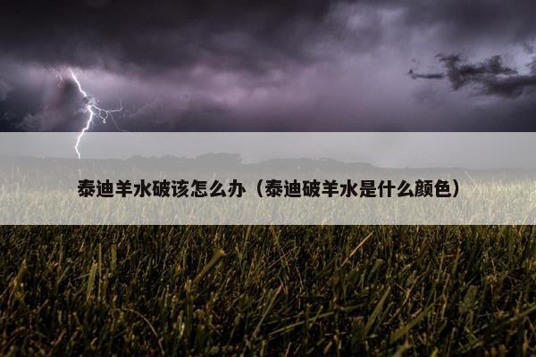 泰迪羊水破该怎么办（泰迪破羊水是什么颜色）