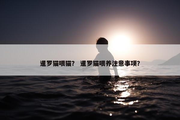 暹罗猫喂猫？ 暹罗猫喂养注意事项？