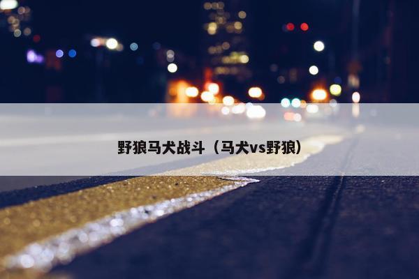 野狼马犬战斗（马犬vs野狼）