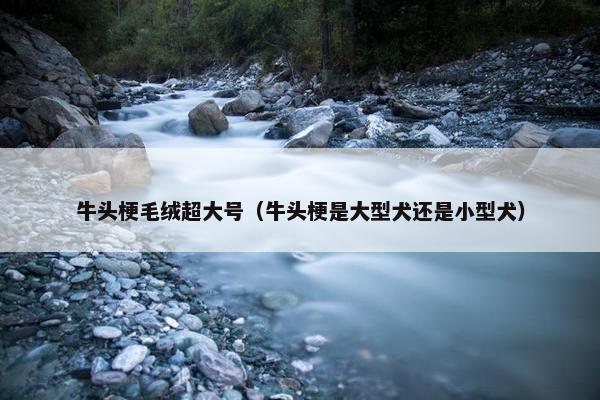 牛头梗毛绒超大号（牛头梗是大型犬还是小型犬）