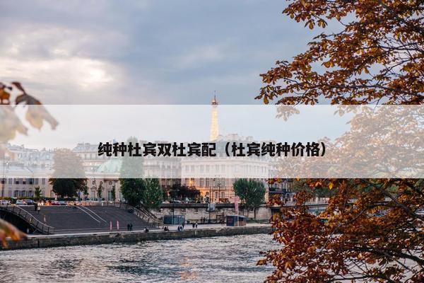 纯种杜宾双杜宾配（杜宾纯种价格）