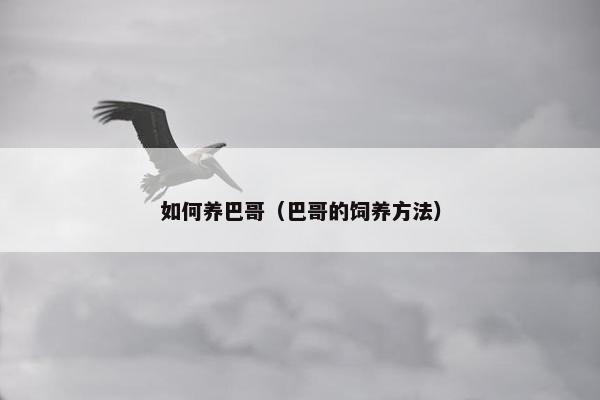 如何养巴哥（巴哥的饲养方法）