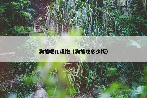 狗能喂几程饱（狗能吃多少饭）