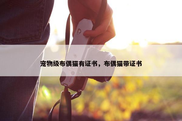 宠物级布偶猫有证书，布偶猫带证书