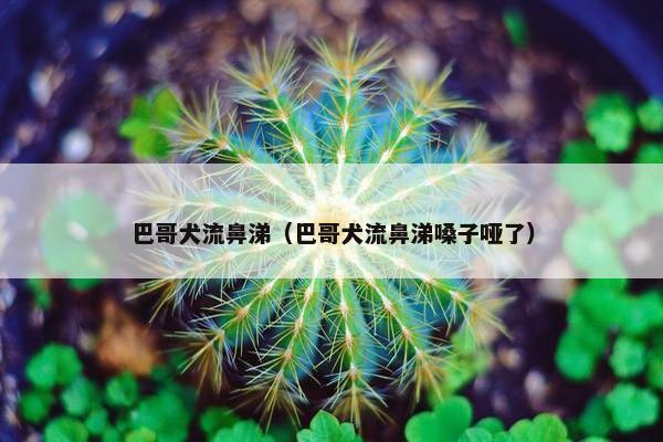 巴哥犬流鼻涕（巴哥犬流鼻涕嗓子哑了）