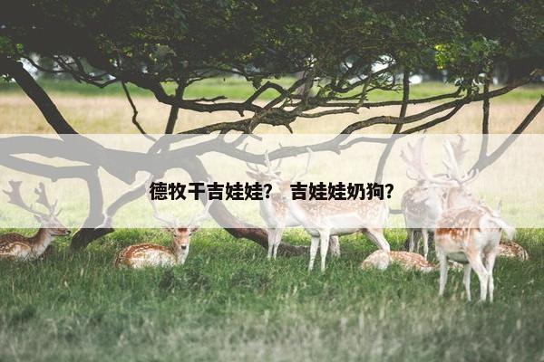 德牧干吉娃娃？ 吉娃娃奶狗？
