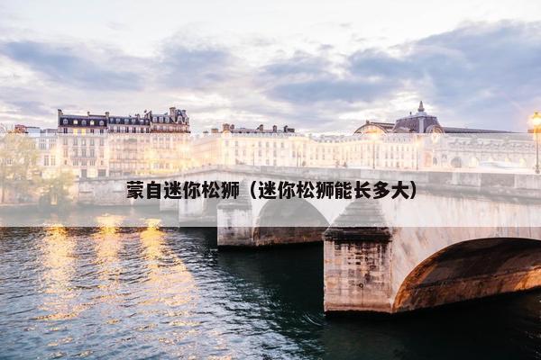 蒙自迷你松狮（迷你松狮能长多大）