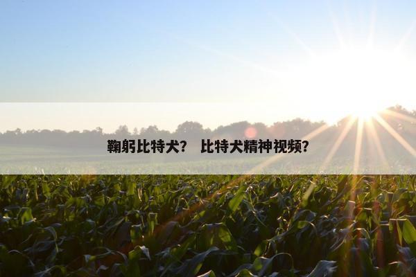 鞠躬比特犬？ 比特犬精神视频？