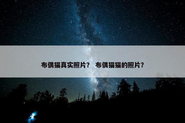 布偶猫 第17页