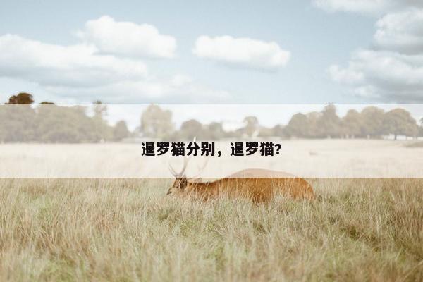 暹罗猫分别,暹罗猫?