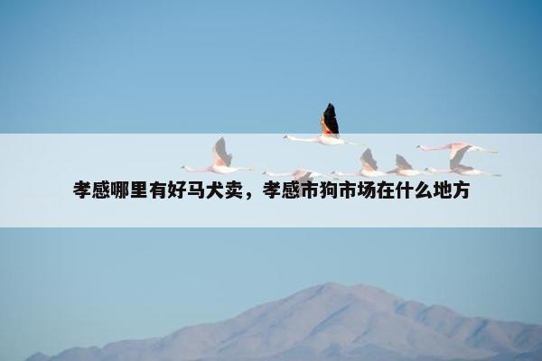 孝感哪里有好马犬卖，孝感市狗市场在什么地方