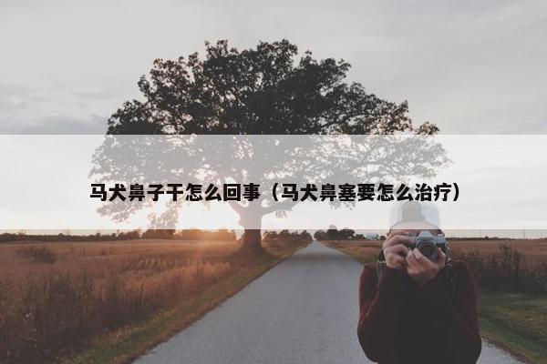 马犬鼻子干怎么回事（马犬鼻塞要怎么治疗）