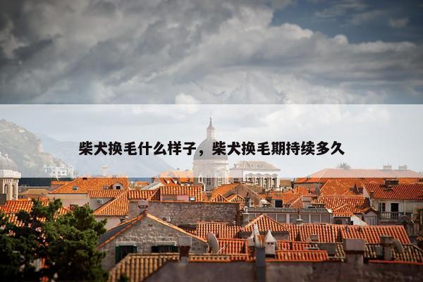 柴犬换毛什么样子，柴犬换毛期持续多久