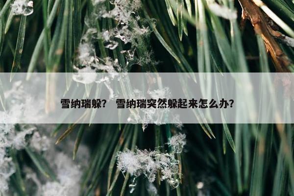 雪纳瑞躲？ 雪纳瑞突然躲起来怎么办？