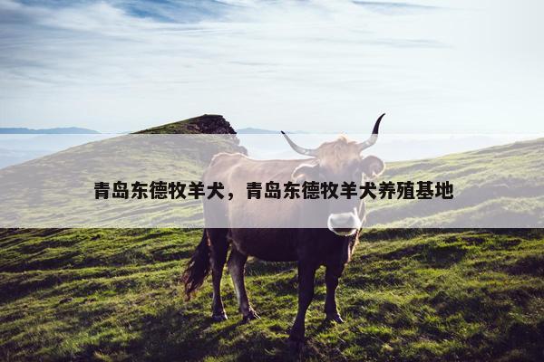 青岛东德牧羊犬，青岛东德牧羊犬养殖基地