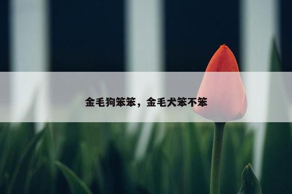 金毛狗笨笨，金毛犬笨不笨