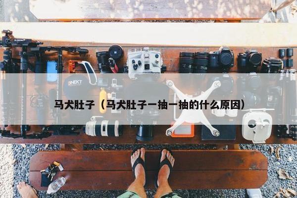 马犬肚子（马犬肚子一抽一抽的什么原因）