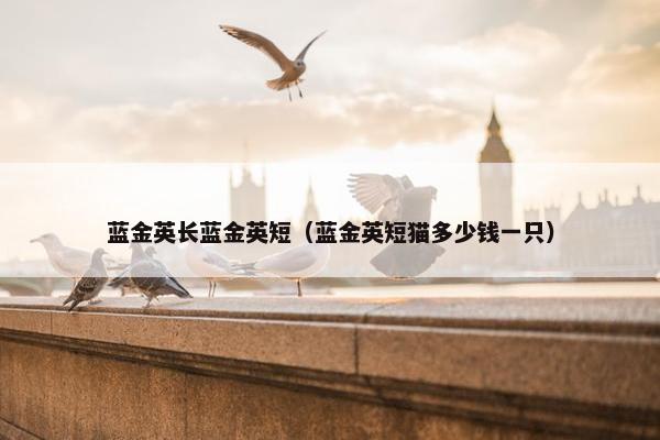 焦糖