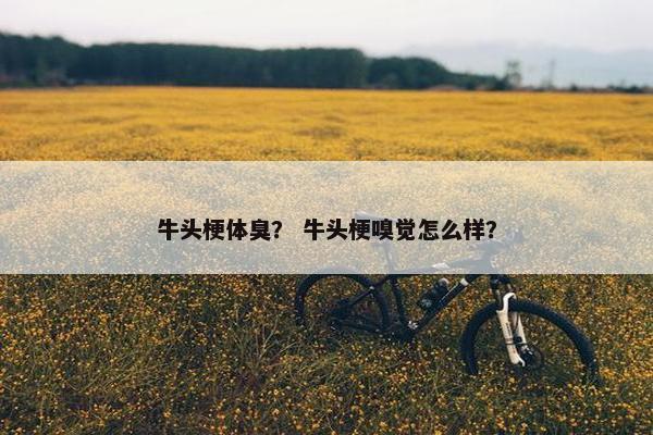 牛头梗体臭? 牛头梗嗅觉怎么样?