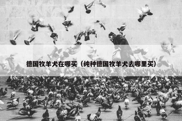 德国牧羊犬在哪买（纯种德国牧羊犬去哪里买）