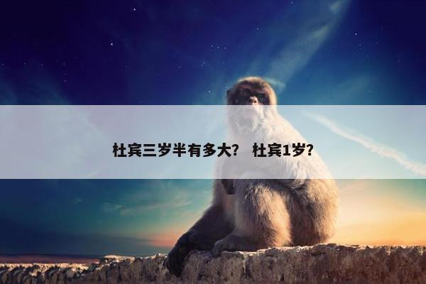 杜宾 第17页