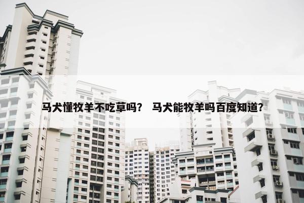 马犬懂牧羊不吃草吗？ 马犬能牧羊吗百度知道？