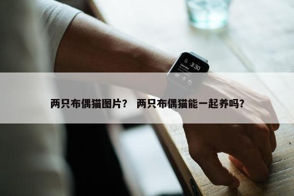 两只布偶猫图片？ 两只布偶猫能一起养吗？