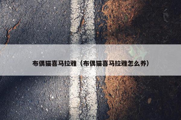 布偶猫 第16页
