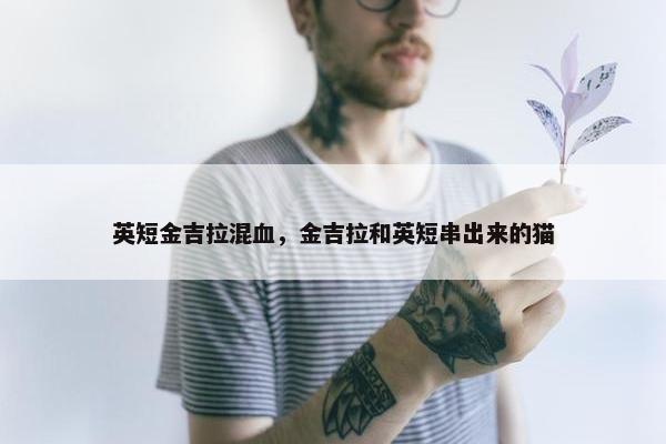 英短金吉拉混血,金吉拉和英短串出来的猫