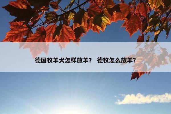 德国牧羊犬怎样放羊? 德牧怎么放羊?