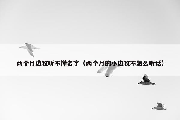 两个月边牧听不懂名字（两个月的小边牧不怎么听话）