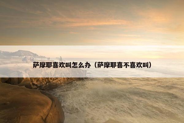 萨摩耶喜欢叫怎么办（萨摩耶喜不喜欢叫）