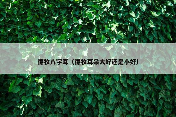 德牧八字耳（德牧耳朵大好还是小好）